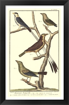 Framed Bird Family I Print
