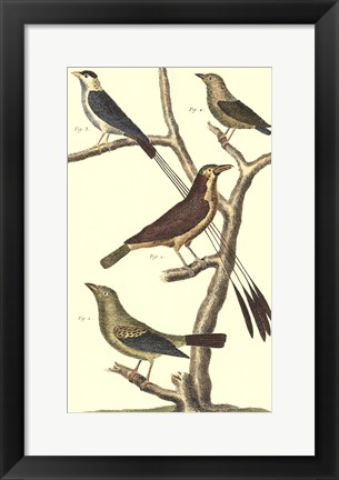 Framed Bird Family I Print