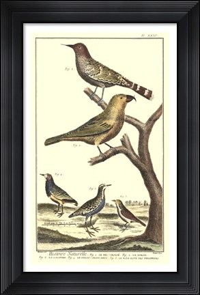 Framed Bird Family II Print
