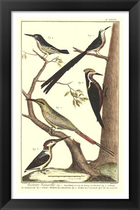 Framed Bird Family III Print