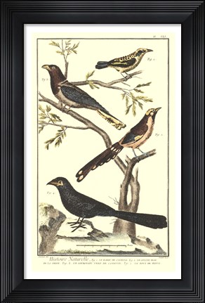 Framed Bird Family IV Print
