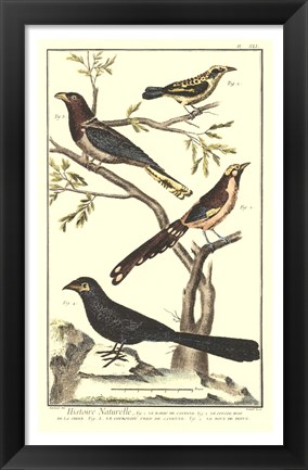 Framed Bird Family IV Print