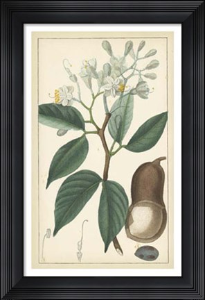 Framed Tropical Infusion I Print