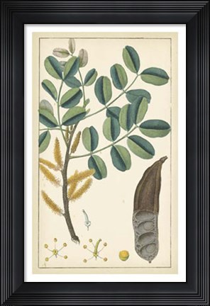 Framed Tropical Infusion II Print