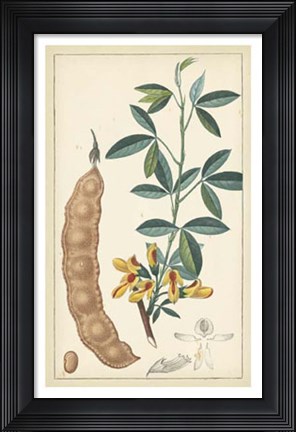 Framed Tropical Infusion IV Print