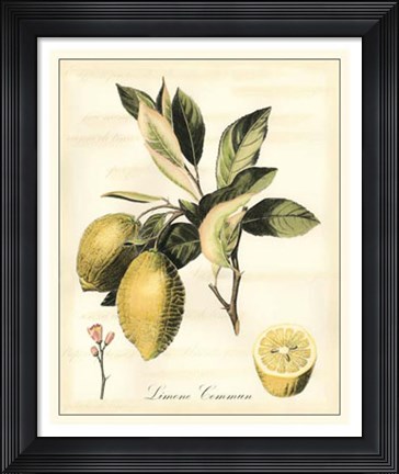 Framed Tuscan Fruits II Print