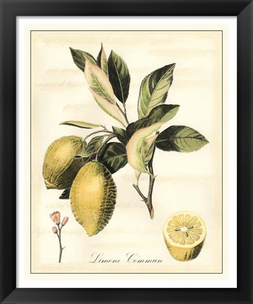 Framed Tuscan Fruits II Print