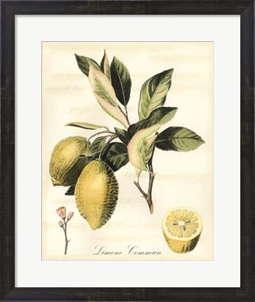 Framed Tuscan Fruits II Print