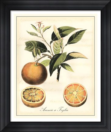 Framed Tuscan Fruits III Print