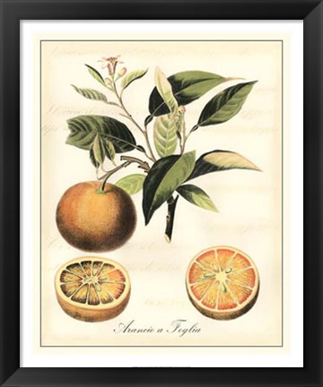 Framed Tuscan Fruits III Print