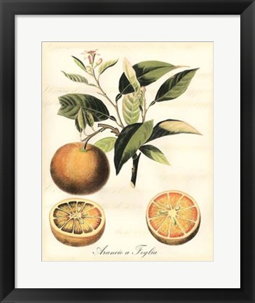 Framed Tuscan Fruits III Print