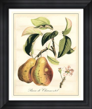 Framed Tuscan Fruits IV Print
