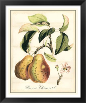 Framed Tuscan Fruits IV Print