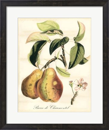 Framed Tuscan Fruits IV Print