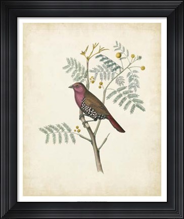 Framed Delicate Birds II Print