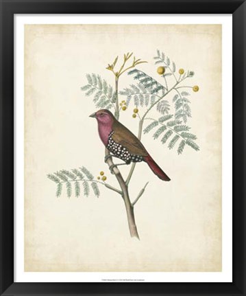 Framed Delicate Birds II Print