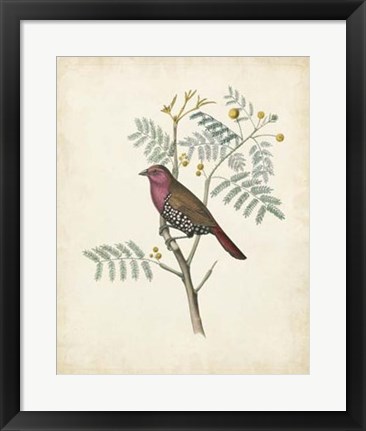 Framed Delicate Birds II Print