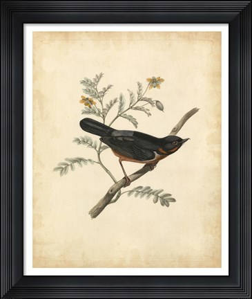 Framed Delicate Birds III Print