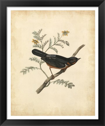 Framed Delicate Birds III Print