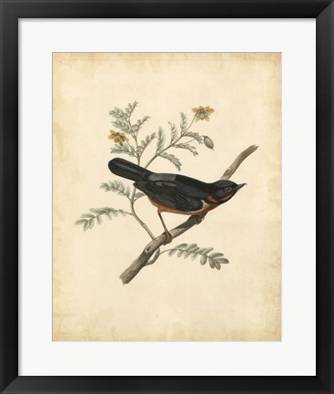 Framed Delicate Birds III Print