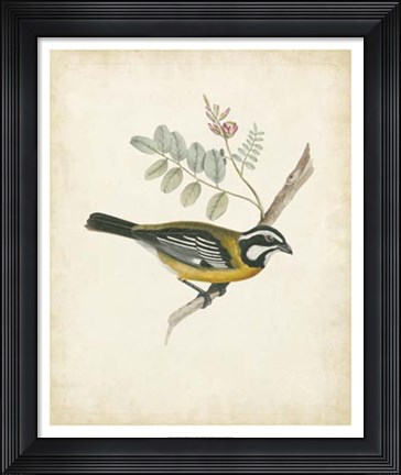 Framed Delicate Birds V Print