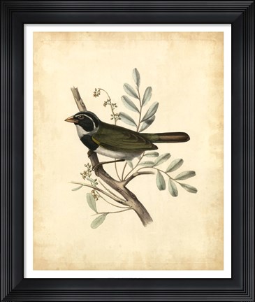 Framed Delicate Birds VI Print