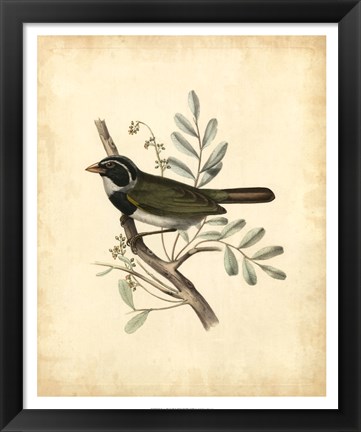 Framed Delicate Birds VI Print