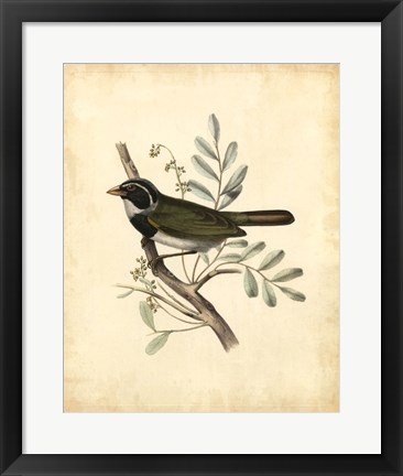 Framed Delicate Birds VI Print