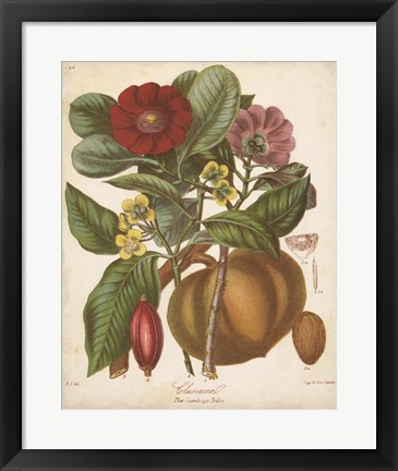 Framed Botanicals I Print