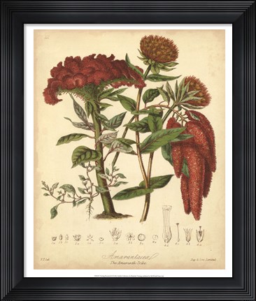 Framed Botanicals II Print