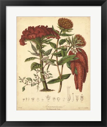 Framed Botanicals II Print