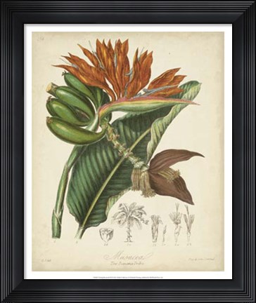 Framed Botanicals III Print