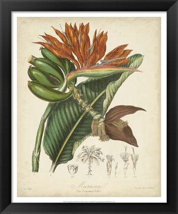Framed Botanicals III Print