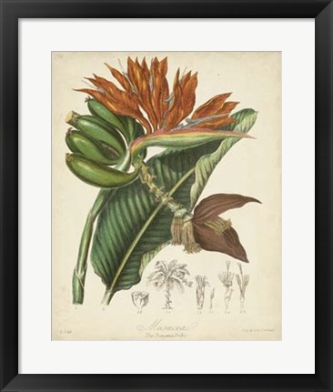 Framed Botanicals III Print