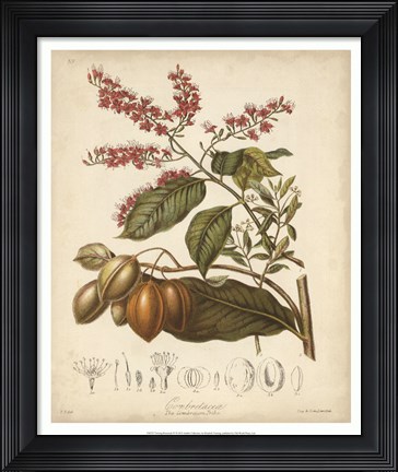 Framed Botanicals IV Print