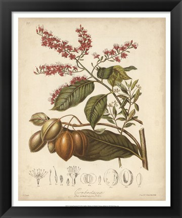 Framed Botanicals IV Print