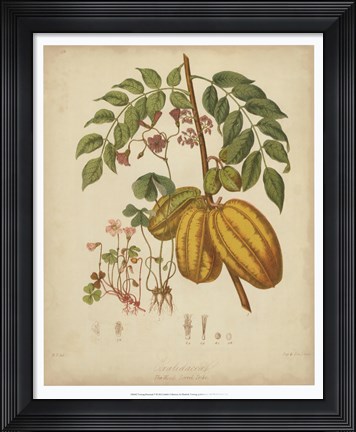 Framed Botanicals V Print