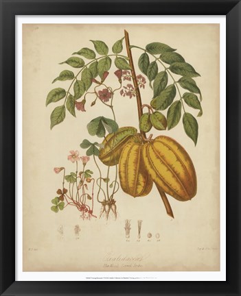 Framed Botanicals V Print