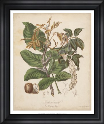 Framed Botanicals VI Print