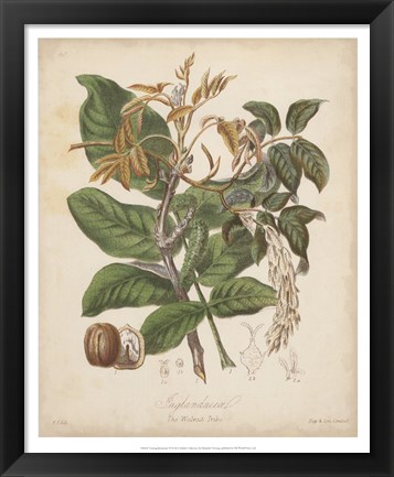 Framed Botanicals VI Print