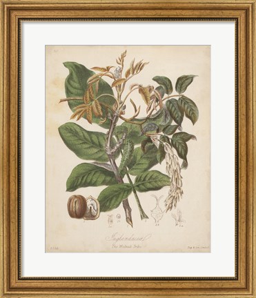 Framed Botanicals VI Print