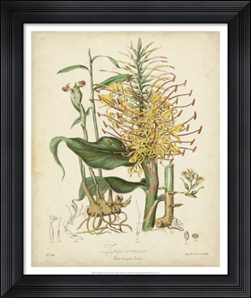 Framed Botanicals VII Print