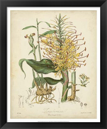 Framed Botanicals VII Print