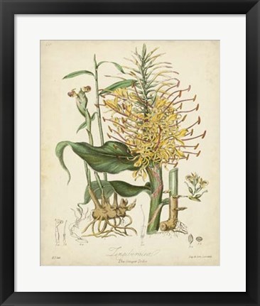 Framed Botanicals VII Print