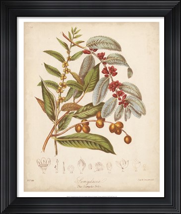Framed Botanicals VIII Print