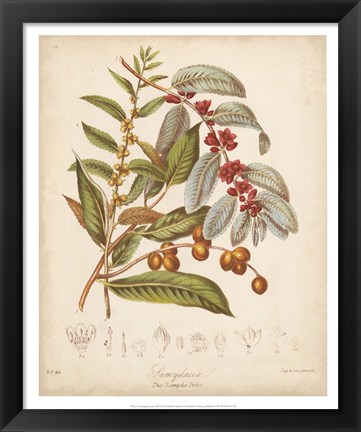 Framed Botanicals VIII Print
