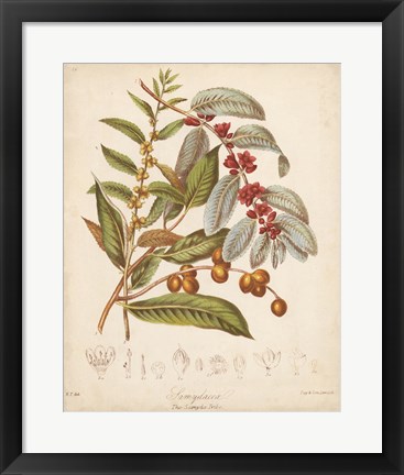 Framed Botanicals VIII Print