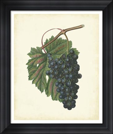 Framed Plantation Grapes I Print