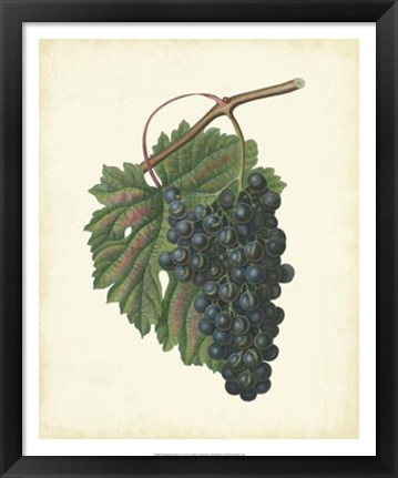 Framed Plantation Grapes I Print