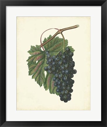 Framed Plantation Grapes I Print